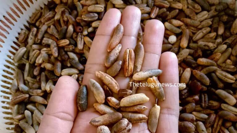 Dates Seed : ఖ‌జ్జురా గింజ‌లే క‌దా అని తేలిక‌గా విసిరి ప‌డేస్తున్నారా… దీని లాబాలు తేలిస్తే షాకే…!