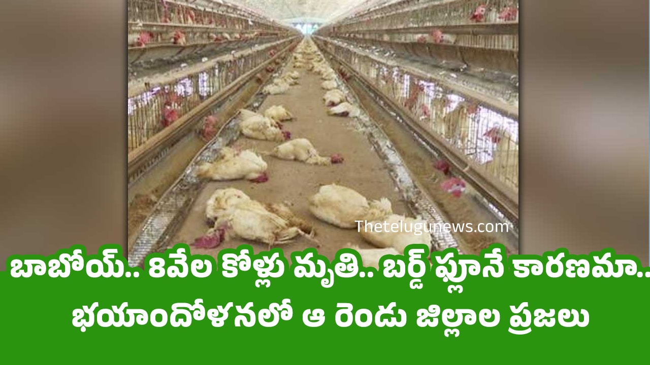 Bird Flu బాబోయ్ 8వేల కోళ్లు మృతి బర్డ్ ఫ్లూనే కారణమా భయాందోళనలో ఆ రెండు జిల్లాల ప్రజలు