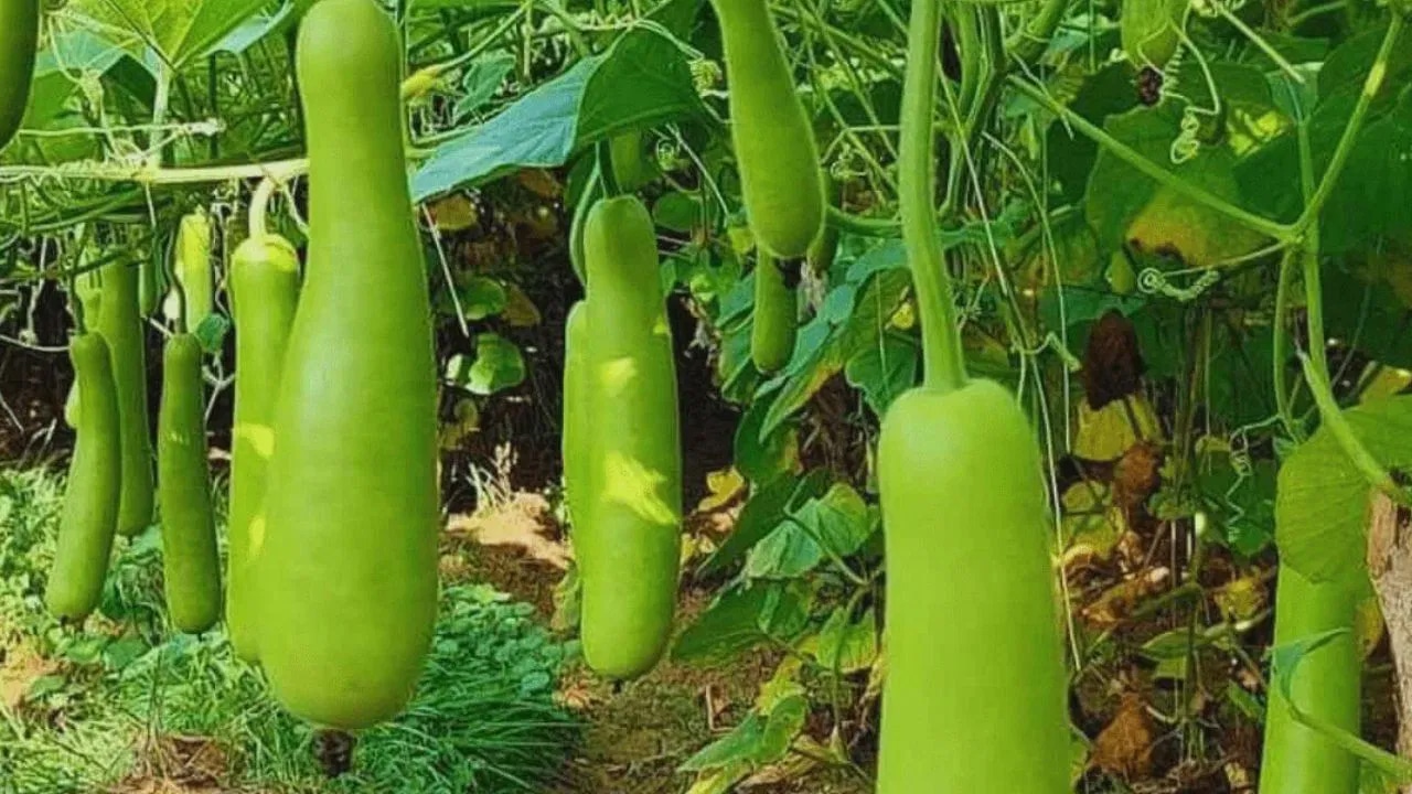 Bottle Gourd : ఎండాకాలంలో సొరకాయ తింటే కలిగే అద్భుతమైన ఆరోగ్య ప్రయోజనాలు..దీని ఔషధ గుణాలు తెలిస్తే షాకే…?