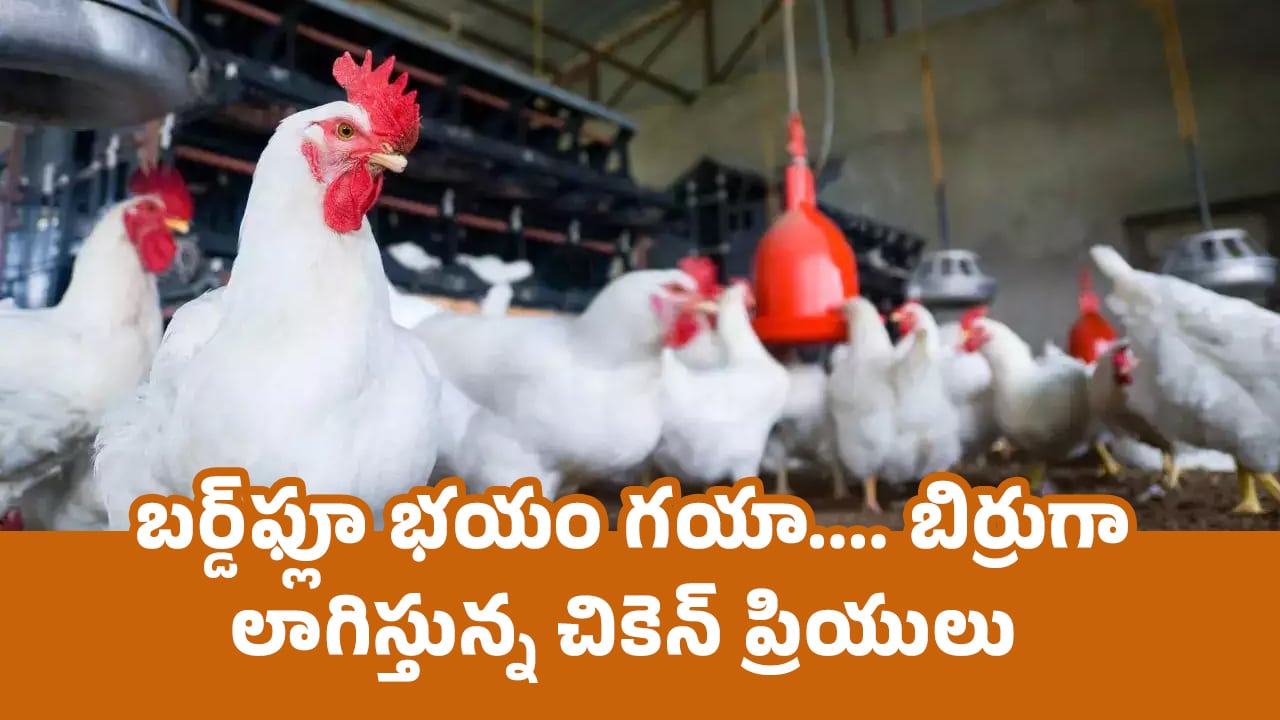 Chicken Price : బర్డ్‌ఫ్లూ భ‌యం గ‌యా…. బిర్రుగా లాగిస్తున్న చికెన్ ప్రియులు..!