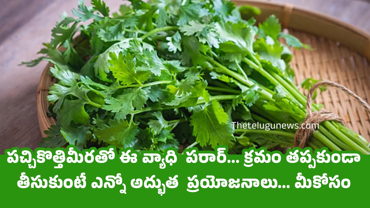 Coriander Leaves : పచ్చికొత్తిమీరతో ఈ వ్యాధి  పరార్… క్రమం తప్పకుండా తీసుకుంటే ఎన్నో అద్భుత  ప్రయోజనాలు… మీకోసం ?