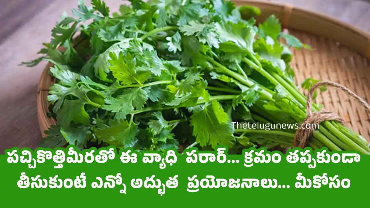 Coriander Leaves : పచ్చికొత్తిమీరతో ఈ వ్యాధి పరార్... క్రమం తప్పకుండా తీసుకుంటే ఎన్నో అద్భుత ప్రయోజనాలు... మీకోసం ?