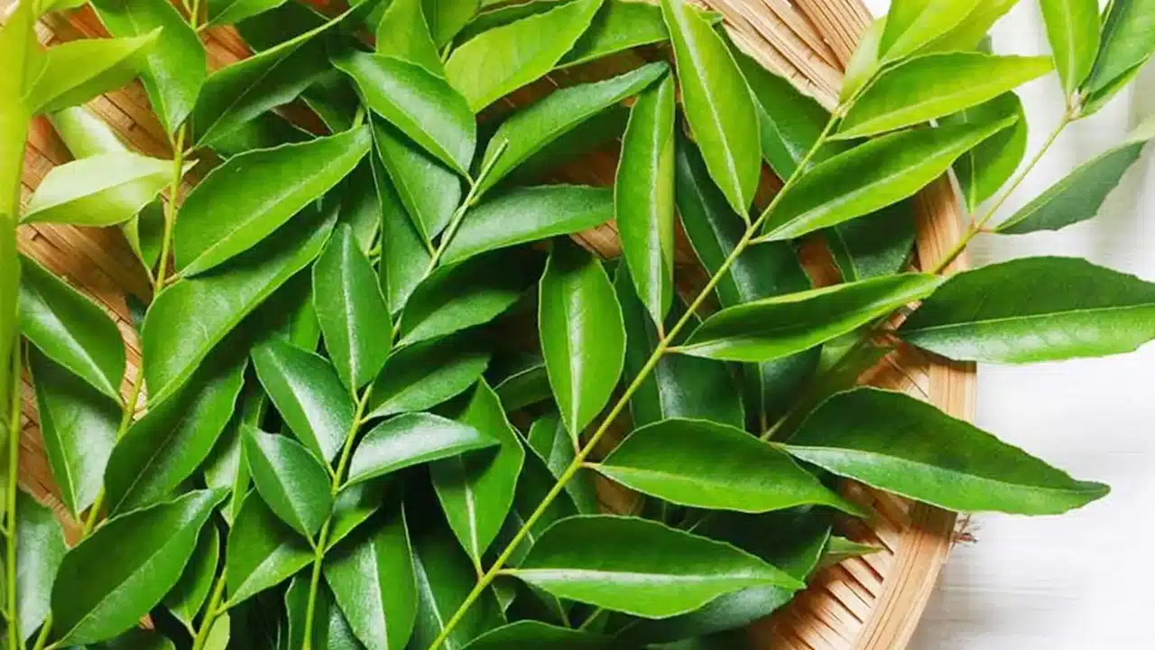 Curry Leaves : ప్రతిరోజు ఖాళీ కడుపుతో 5 కరివేపాకు ఆకులను తిన్నారంటే... తరువాత మీరు ఆశ్చర్యపోవాల్సిందే...?
