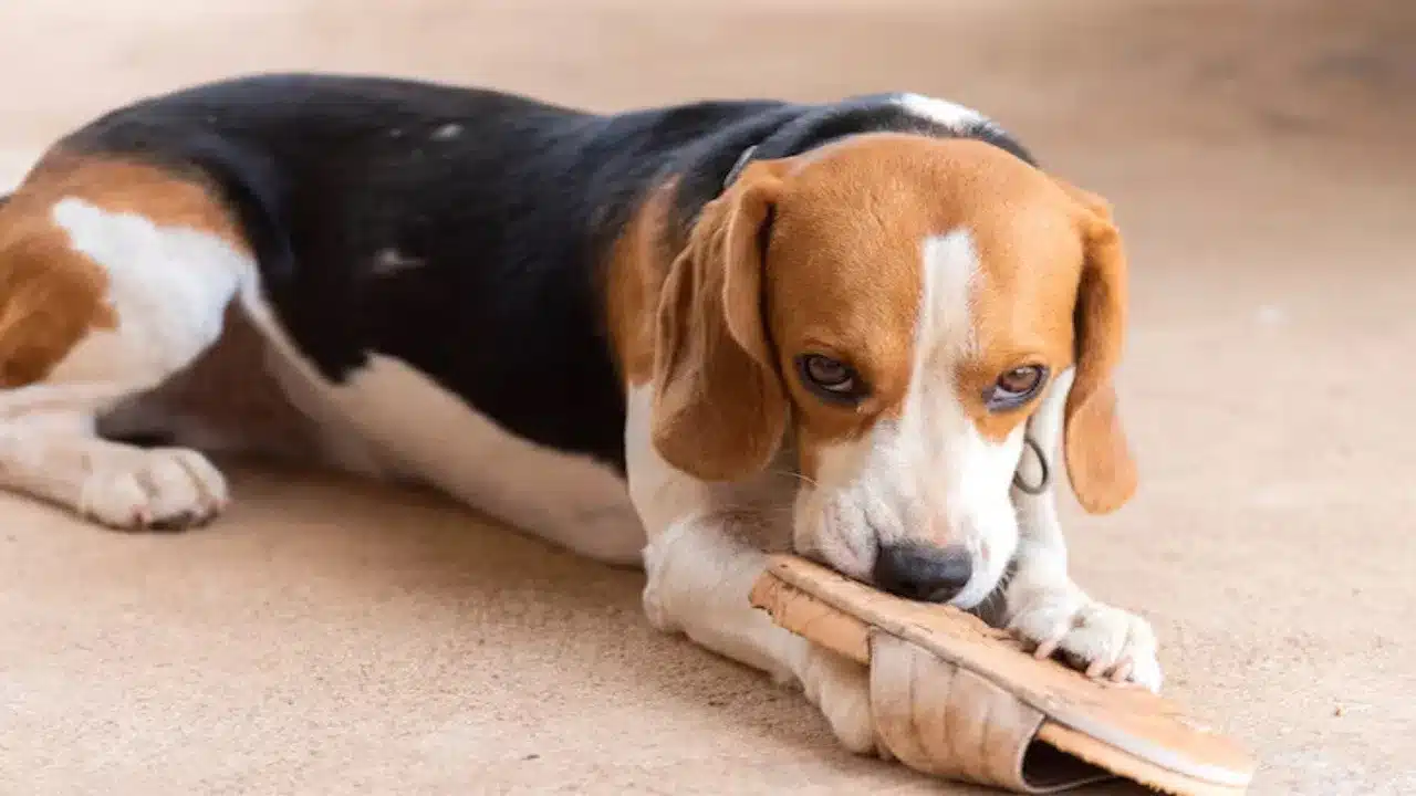 Dog Behavior : కుక్కలు చెప్పులు కోరుటకు కారణం తెలుసా... దీని వెనక ఇంత పెద్ద కథ ఉందా...?