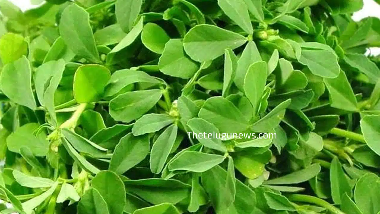 Fenugreek Leaves : వారానికి రెండు సార్లు ఈ ఆకు కూరను తిన్నారంటే.... మీ ఆరోగ్యానికి అద్భుతమైన సంజీవిగా మారుతుంది...?