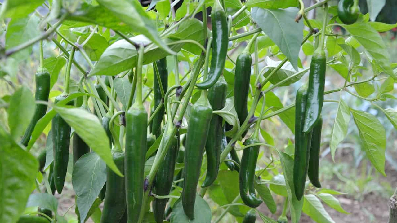 Green Chili :  పచ్చిమిర్చి కారంగా ఉందని తినరు కదా… కానీ,వ్యాధి ఉన్నవారికి… బోలెడు లాభాలు…?