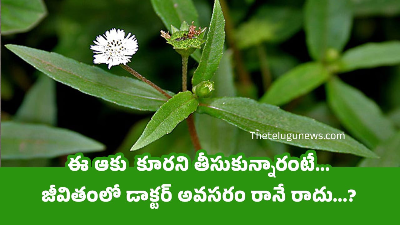 Health Benefits : ఈ ఆకు  కూరని తీసుకున్నారంటే… జీవితంలో డాక్టర్ అవసరం రానే రాదు…?