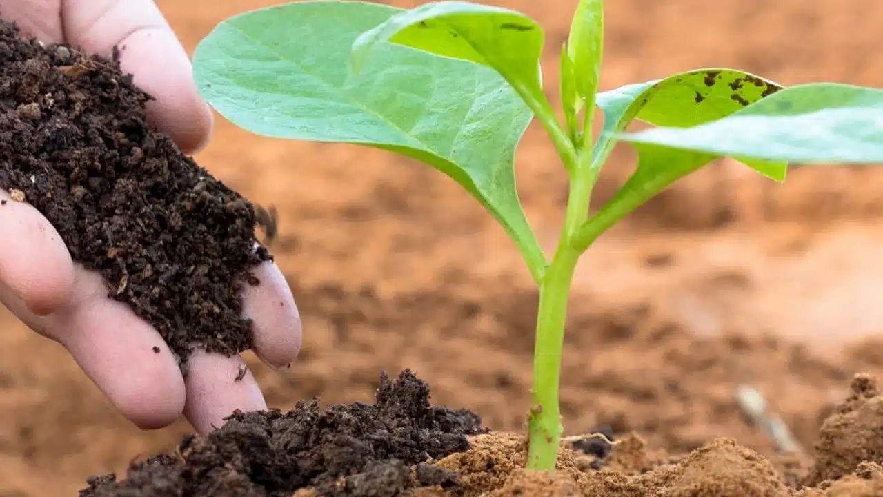 Homemade Fertilizer : మీ ఇంట్లో నీ మొక్కలు పుష్పాల, ఫలాలు ఇవ్వాలన్నా... ఈ బెస్ట్ ఎరువును వెయ్యండి.. ఎలా ఉపయోగించాలి...?