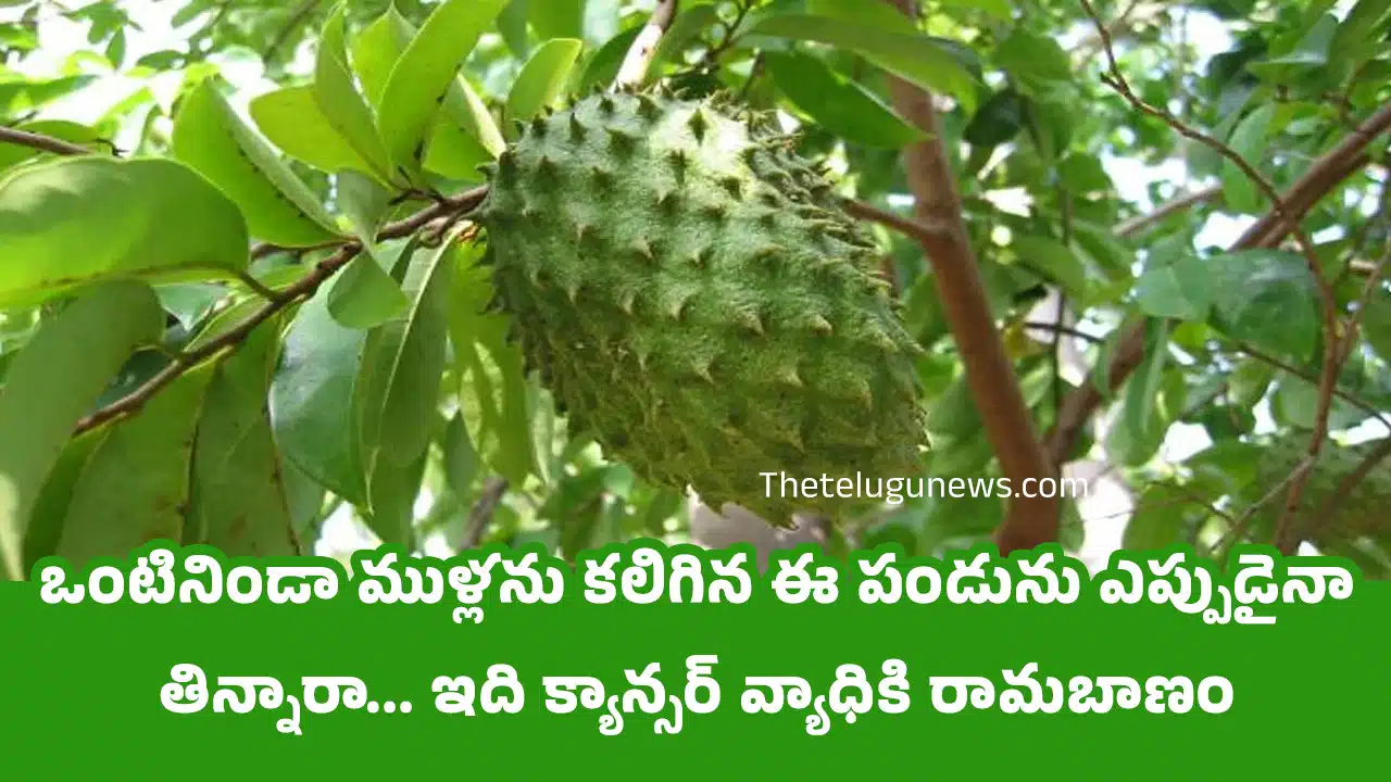 Lakshman phal : ఒంటినిండా ముళ్లను కలిగిన ఈ పండును ఎప్పుడైనా తిన్నారా... ఇది క్యాన్సర్ వ్యాధికి రామబాణం.. గుండెకు శ్రీరామ రక్ష...!