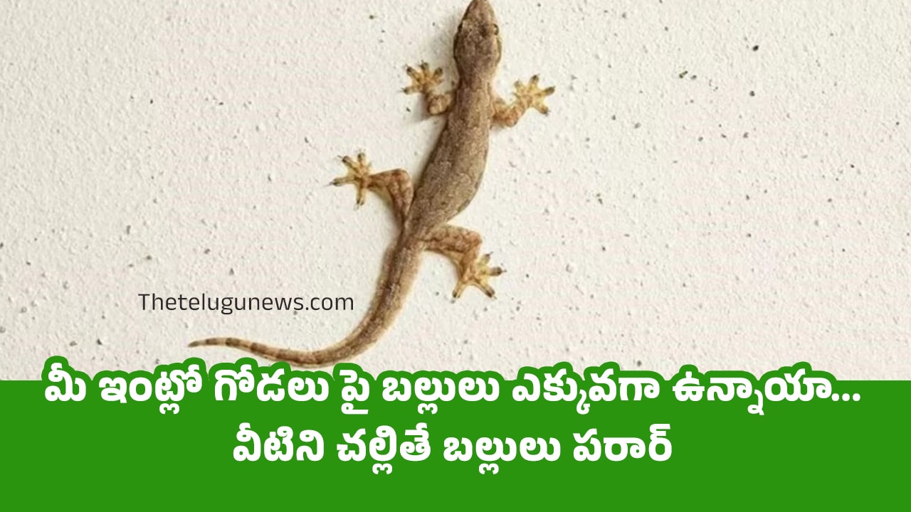 Lizards మీ ఇంట్లో గోడలు పై బల్లులు ఎక్కువగా ఉన్నాయావీటిని చల్లితే బల్లులు పరార్