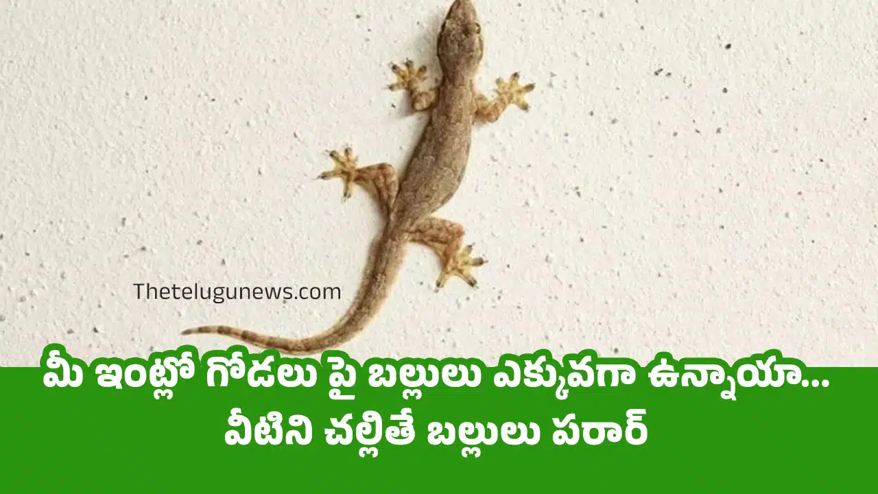 Lizards : మీ ఇంట్లో గోడలు పై బల్లులు ఎక్కువగా ఉన్నాయా...వీటిని చల్లితే బల్లులు పరార్...?