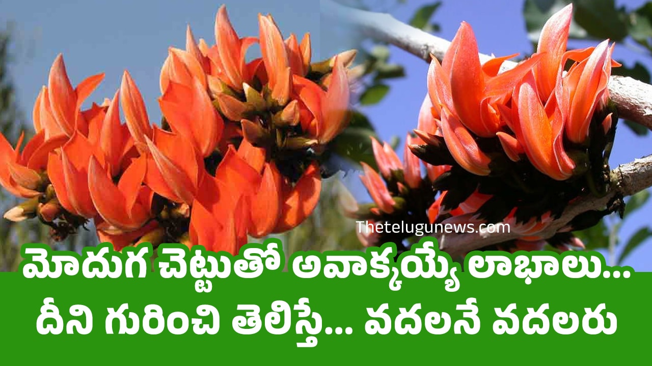 Moduga Tree : మోదుగ చెట్టుతో అవాక్కయ్యే లాభాలు… దీని గురించి తెలిస్తే… వదలనే వదలరు….?