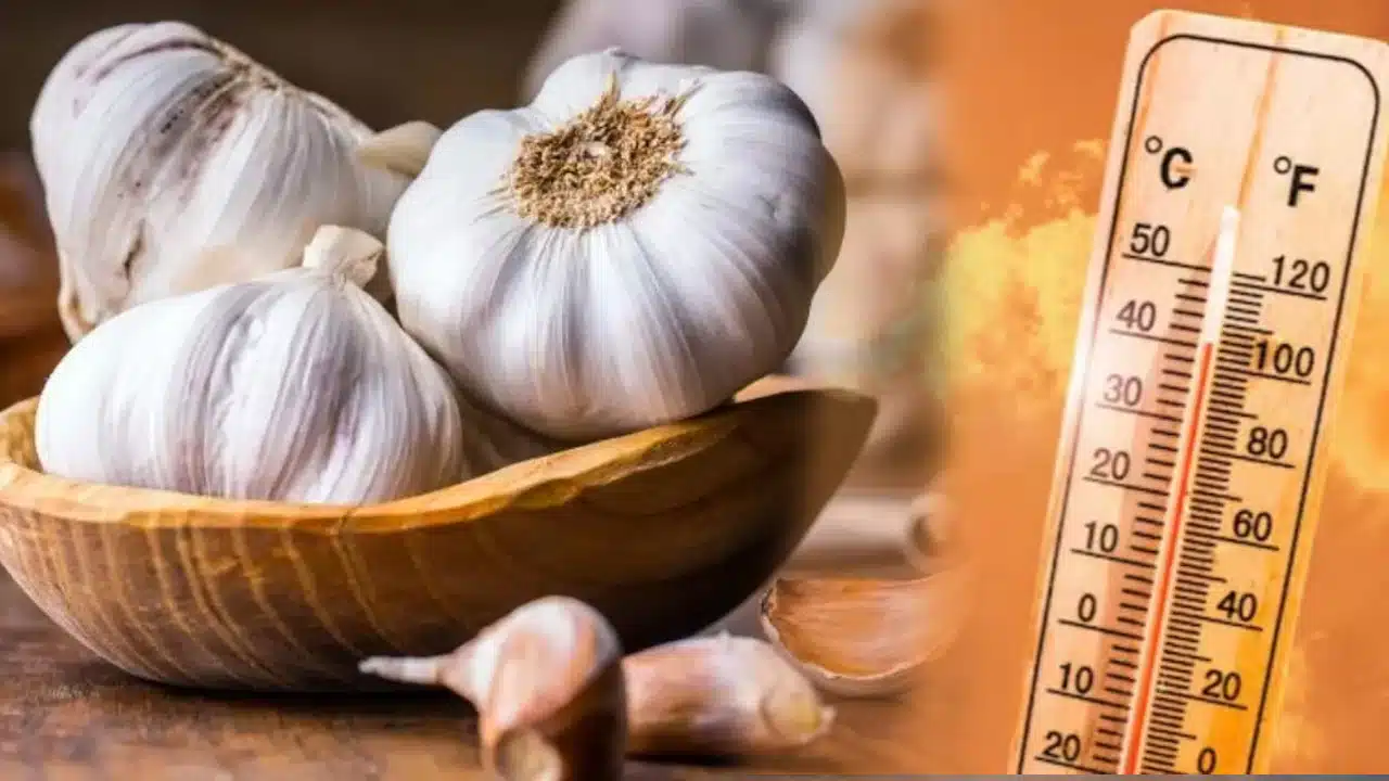 Summer Tips : ఎండాకాలంలో వెల్లుల్లిని అతిగా తింటున్నారా... అయితే, మీరు డేంజర్ లో ఉన్నట్లే...?