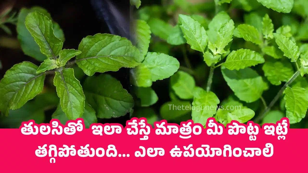 Tulsi : తులసితో ఇలా చేస్తే మాత్రం మీ పొట్ట ఇట్లే తగ్గిపోతుంది... ఎలా ఉపయోగించాలి...?