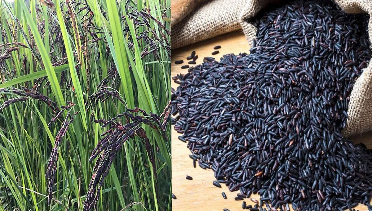 Black Rice : బ్లాక్ రైస్ ఎప్పుడైనా తిన్నారా… వీటిని ఎలా తినాలి, ఈ రైసు ఏ వ్యాధులను నివారిస్తుంది… మీకు తెలుసా…?