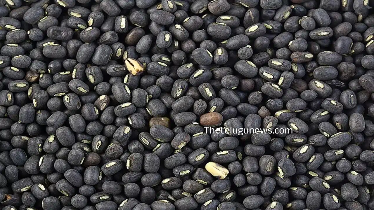 Urad Dal : ఈ పప్పు దేవుడిచ్చిన ఔషధం... అస్సలు మిస్ అవ్వకండి, ఆరోగ్య ప్రయోజనాలు బోలెడు... తెలిస్తే షాకే...?
