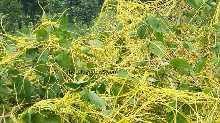 Amarbel : మన ఇంటి ఆవరణంలోనే పెరిగే ఈ మొక్క… 100 రోగాలకు స్వస్తి చెప్పగలదు…?