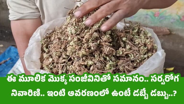 Ayurvedic Plant : ఈ మూలిక మొక్క సంజీవినితో సమానం… సర్వరోగ నివారిణి.. ఇంటి ఆవరణంలో ఉంటే డబ్బే డబ్బు..?