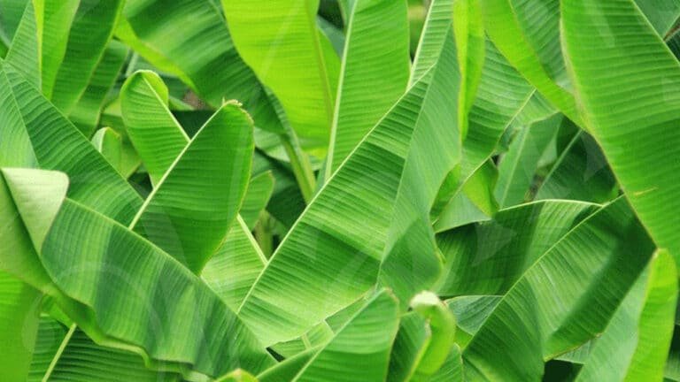 Banana Leaf : అరటి ఆకు వెయ్యగానే నీరు చల్లుతారు… తిన్న తర్వాత లోపలికి మడుస్తారు… ఎందుకో కారణం తెలుసా…?