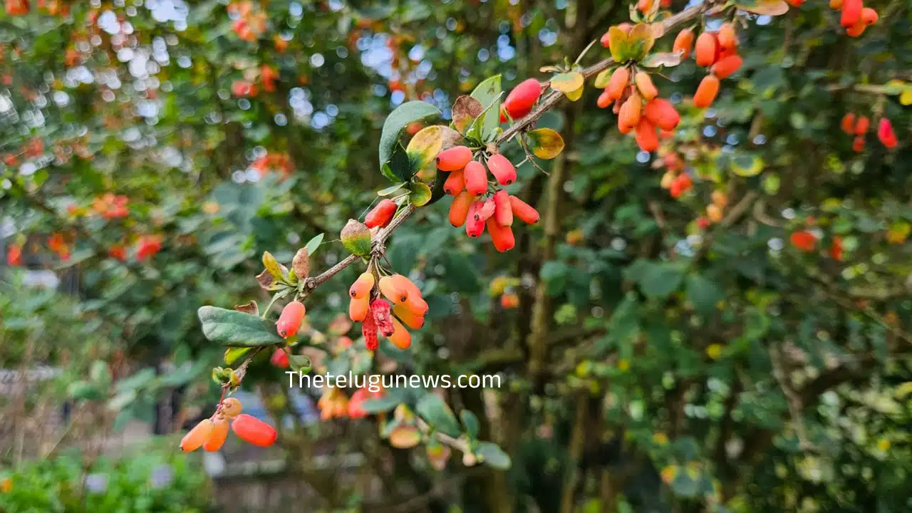 Berberis Vulgaris Plant : హోమియోపతి లో ఉపయోగించే ఈ మొక్క... లివర్, కిడ్నీ సమస్యలకు దివ్య ఔషధం...!