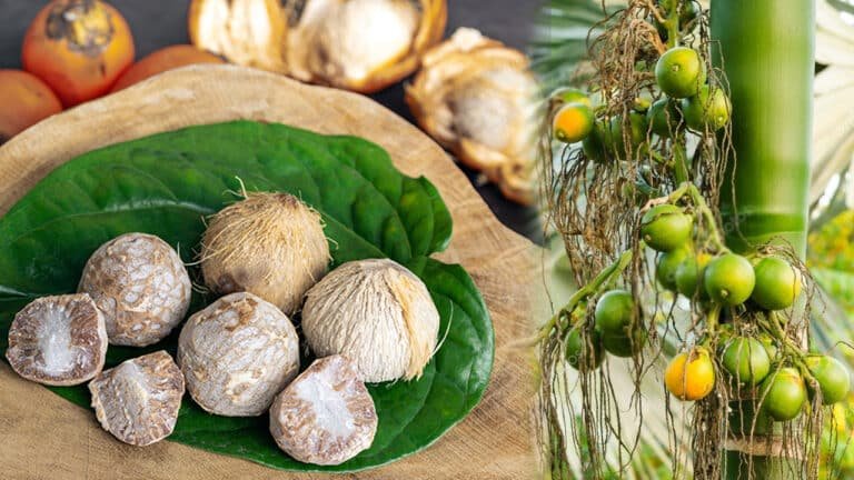 Betel Nuts : ఈ వ్యాధులను నయం చేయలేని మందులు… ఈ వక్కలు నయం చేస్తాయట…?