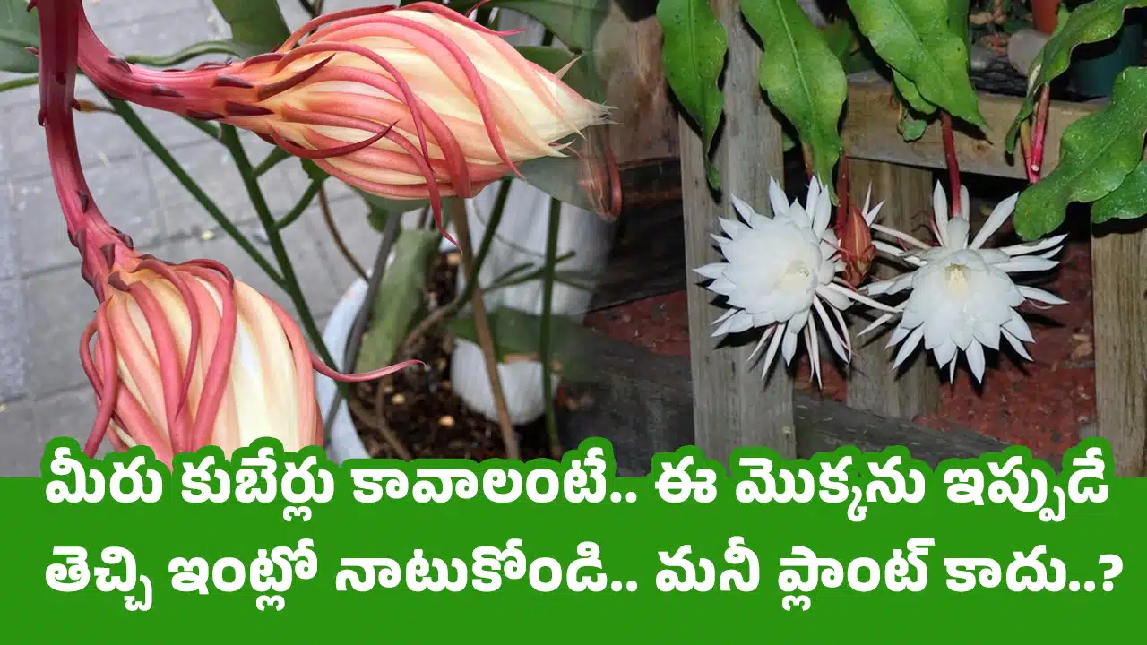 Brahma Kamalam : మీరు కుబేర్లు కావాలంటే.. ఈ మొక్కను ఇప్పుడే తెచ్చి ఇంట్లో నాటుకోండి.. మనీ ప్లాంట్ కాదు..?