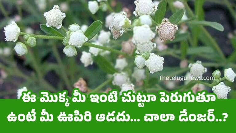 Congress Grass : ఈ మొక్క మీ ఇంటి చుట్టూ పెరుగుతూ ఉంటే మీ ఊపిరి ఆడదు… చాలా డేంజర్..?