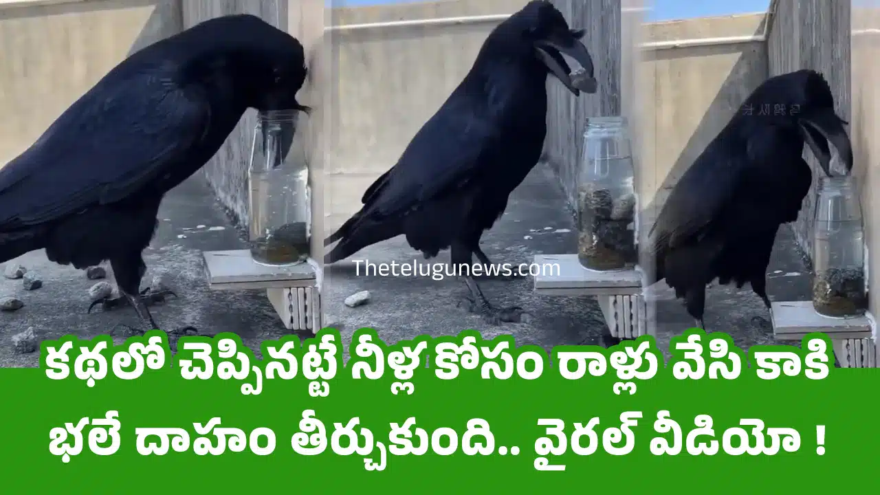 Crow Video : క‌థ‌లో చెప్పిన‌ట్టే నీళ్ల కోసం రాళ్లు వేసి కాకి భ‌లే దాహం తీర్చుకుంది.. వైర‌ల్ వీడియో !