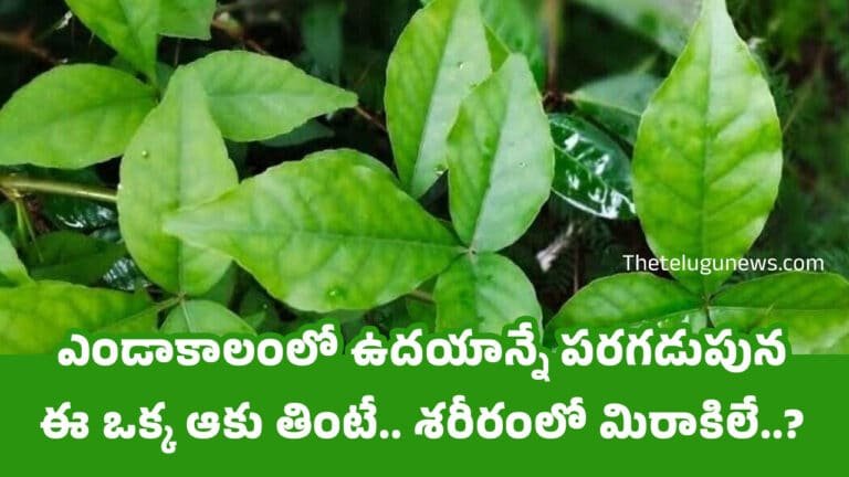 Eat Bael Leaves : ఎండాకాలంలో ఉదయాన్నే పరగడుపున ఈ ఒక్క ఆకు తింటే.. శరీరంలో మిరాకిలే..?