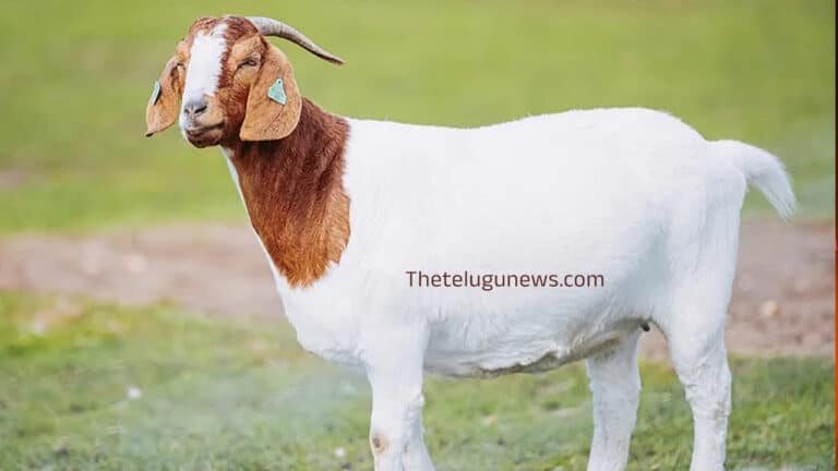 Goat Blood : మేక రక్తం తింటే మంచిదేనా… శరీరంలో జరిగే మార్పులు ఇవేనట…?
