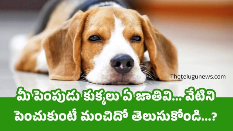 Golden Retriever Vs Labrador : మీ పెంపుడు కుక్కలు ఏ జాతివి… వేటిని పెంచుకుంటే మంచిదో తెలుసుకోండి…?