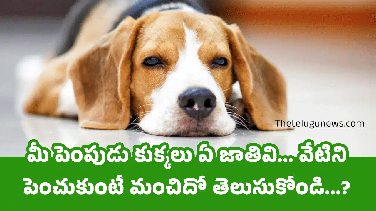 Golden Retriever Vs Labrador : మీ పెంపుడు కుక్కలు ఏ జాతివి... వేటిని పెంచుకుంటే మంచిదో తెలుసుకోండి...?