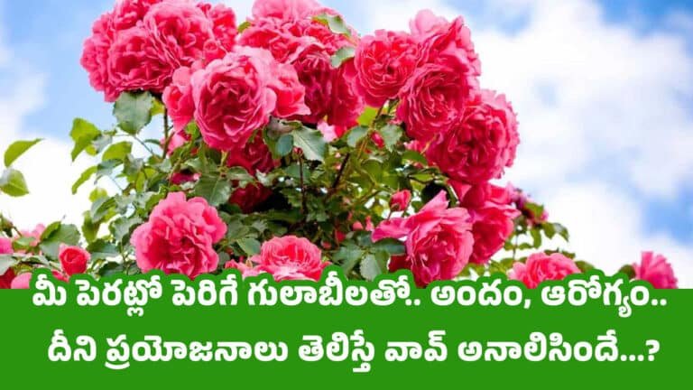 Health Benefits : మీ పెరట్లో పెరిగే గులాబీలతో.. అందం, ఆరోగ్యం.. దీని ప్రయోజనాలు తెలిస్తే వావ్ అనాలిసిందే…?