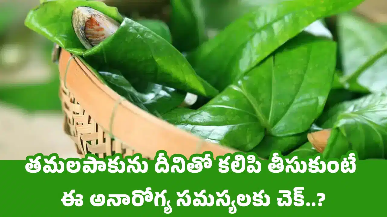 Health Benefits : త‌మ‌ల‌పాకును దీనితో క‌లిపి తీసుకుంటే ఈ అనారోగ్య స‌మ‌స్య‌లకు చెక్‌..?