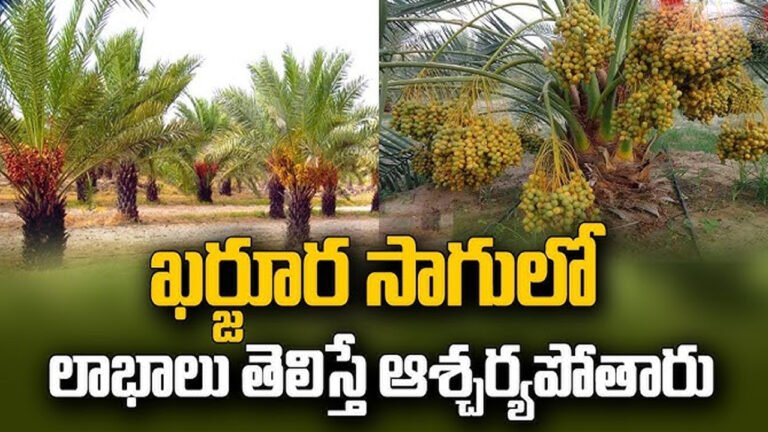 Kharjura kallu : ఖర్జూర చెట్టు నుంచి కళ్ళు…. దీనీ లాభాలు తెలిస్తే దిమ్మ తిరగాల్సిందే…?