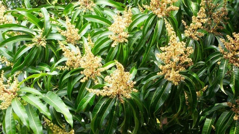 Mango :  వేసవి సీజన్లో వచ్చే మామిడి పూతతో.. అదిరిపోయే ఆరోగ్య ప్రయోజనాలు… తెలిస్తే  అవాక్కే…?