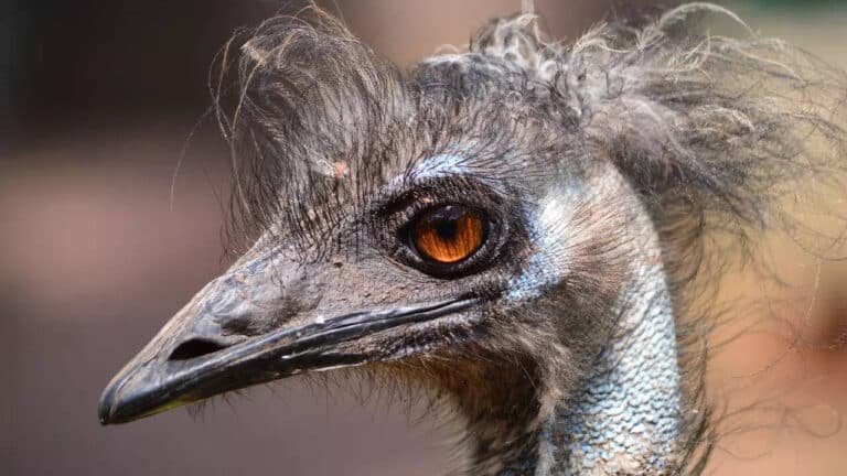 Omen Birds : 7 రకాల అపశకున పక్షులు ఉన్నాయి… పొరపాటున ఇవి ఎదురైతే ప్రాణాలకే ముక్కుట…?