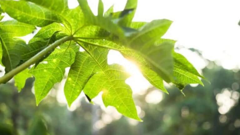 Papaya Leaf : ఈ ఆకుని నీటిలో మరిగించి తాగారంటే… జన్మలో కూడాడాక్టర్ వద్దకు వెళ్ళనే వెళ్ళరు…?