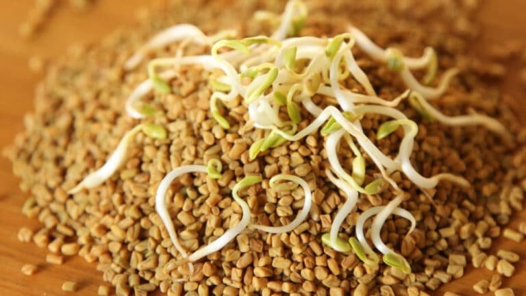 Sprouted Fenugreek :  పరగడుపున మొలకెత్తిన మెంతులను తింటే… ఇన్ని రోజుల వరకు ఎంత మిస్ అయ్యాం .. ప్రయోజనాలు తెలుసా…?