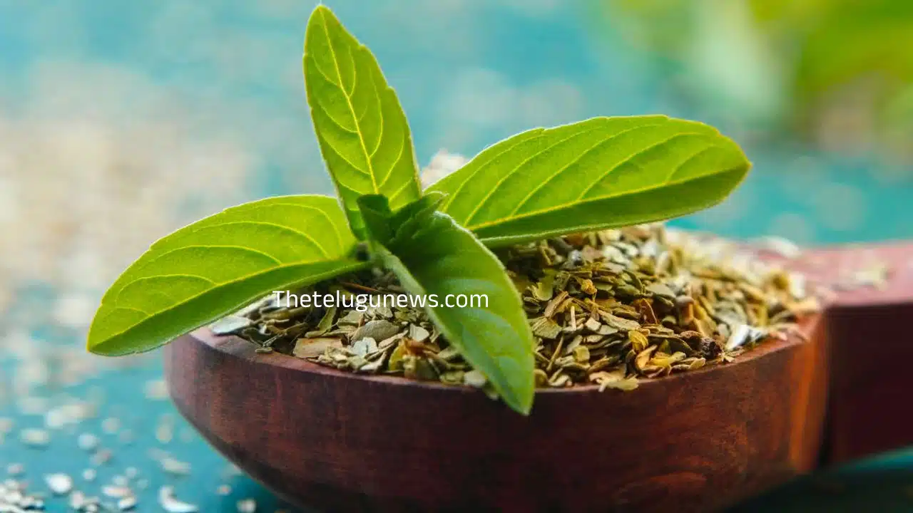 Weight Loss : ప్రతిరోజు పరగడుపున ఈ ఒక్క ఆకు తింటే.... సన్నగా నాజుగ్గా అవ్వాల్సిందే....?