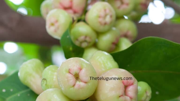 White Jamun : తెల్ల నేరేడు పండుని మీరు చూశారా…. దీన్ని తింటే బోలెడన్ని లాభాలు ఉన్నాయి తెలుసా…?