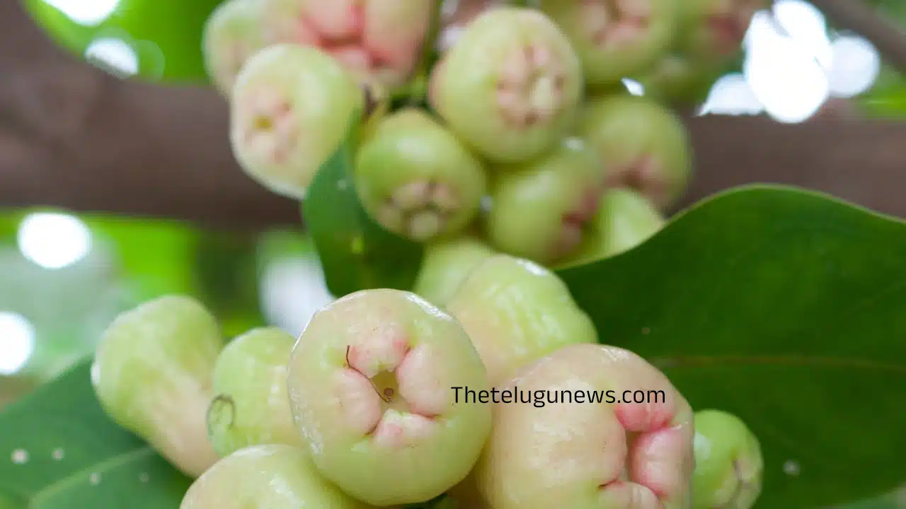 White Jamun : తెల్ల నేరేడు పండుని మీరు చూశారా.... దీన్ని తింటే బోలెడన్ని లాభాలు ఉన్నాయి తెలుసా...?