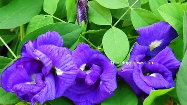 Shanku Flowers : శంకు పూల మొక్క మీ ఇంట్లో ఉంటే… ఏం జరుగుతుందో తెలుసా…?