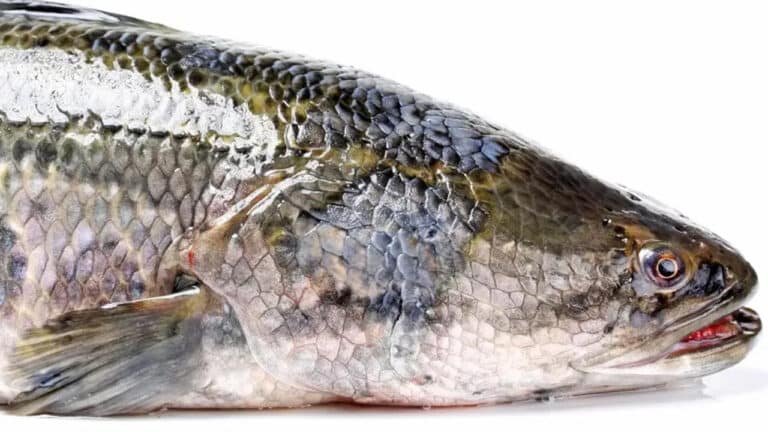 Fish food : ఆహారంగా ఈ మూడు చేప‌ల విష‌యంలో జాగ్ర‌త్త‌..