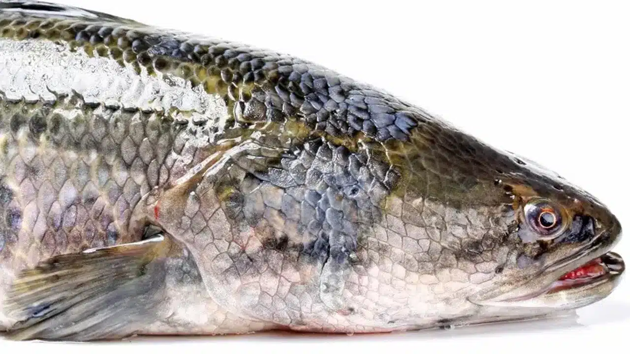 Fish food : ఆహారంగా ఈ మూడు చేప‌ల విష‌యంలో జాగ్ర‌త్త‌..