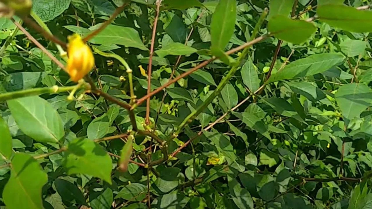 Amazing Health Benefits : ఇది పువ్వు కాదండోయ్… ఆరోగ్యానికి దివ్య ఔషధ చెన్నంగి… సీజనల్ వ్యాధులు దెబ్బకు పరార్…?