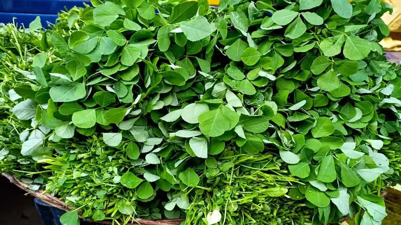 Amazing Health Benefits : డయాబెటిస్ వచ్చాక ఏం చేయలేం... కానీ దీనిని కంట్రోల్ చేయుటకు, మరిన్ని వ్యాధులకు ఈ ఆకు కూర బెస్ట్...?
