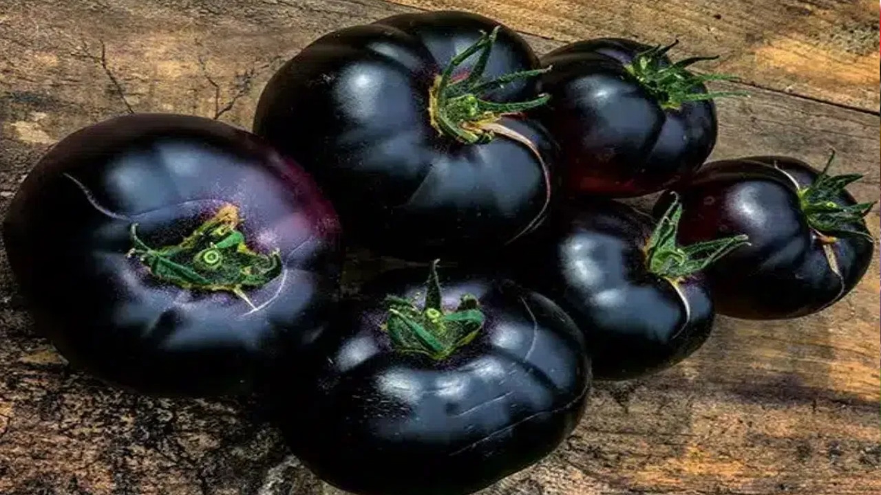 Black Tomatoes : ట‌మోటాల్లో వెయ్యి ర‌కాలు.. అందులో నల్ల ట‌మోటాల ఆరోగ్య ప్ర‌యోజ‌నాలు తెలుసా?