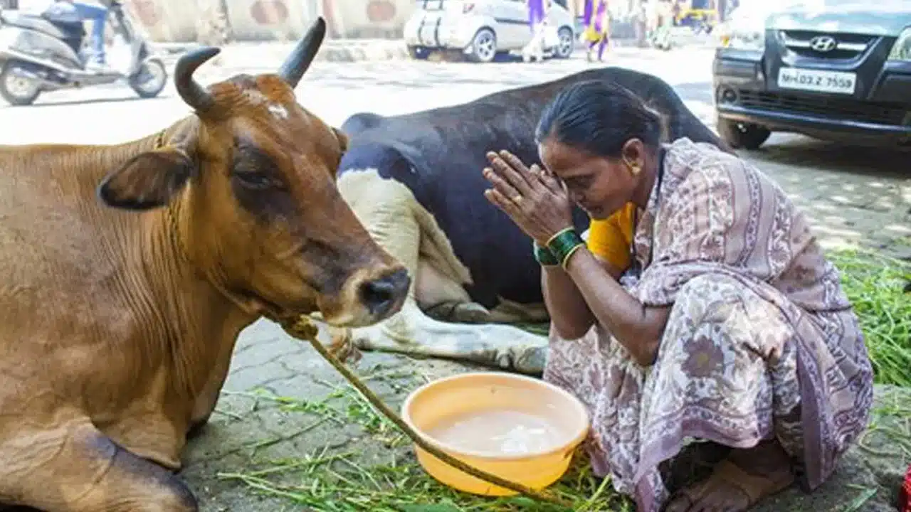 Feeding Cows : ఆవులకు ఆహారం తినిపించ‌డం వల్ల కలిగే జ్యోతిషశాస్త్ర ప్రయోజనాలు ?