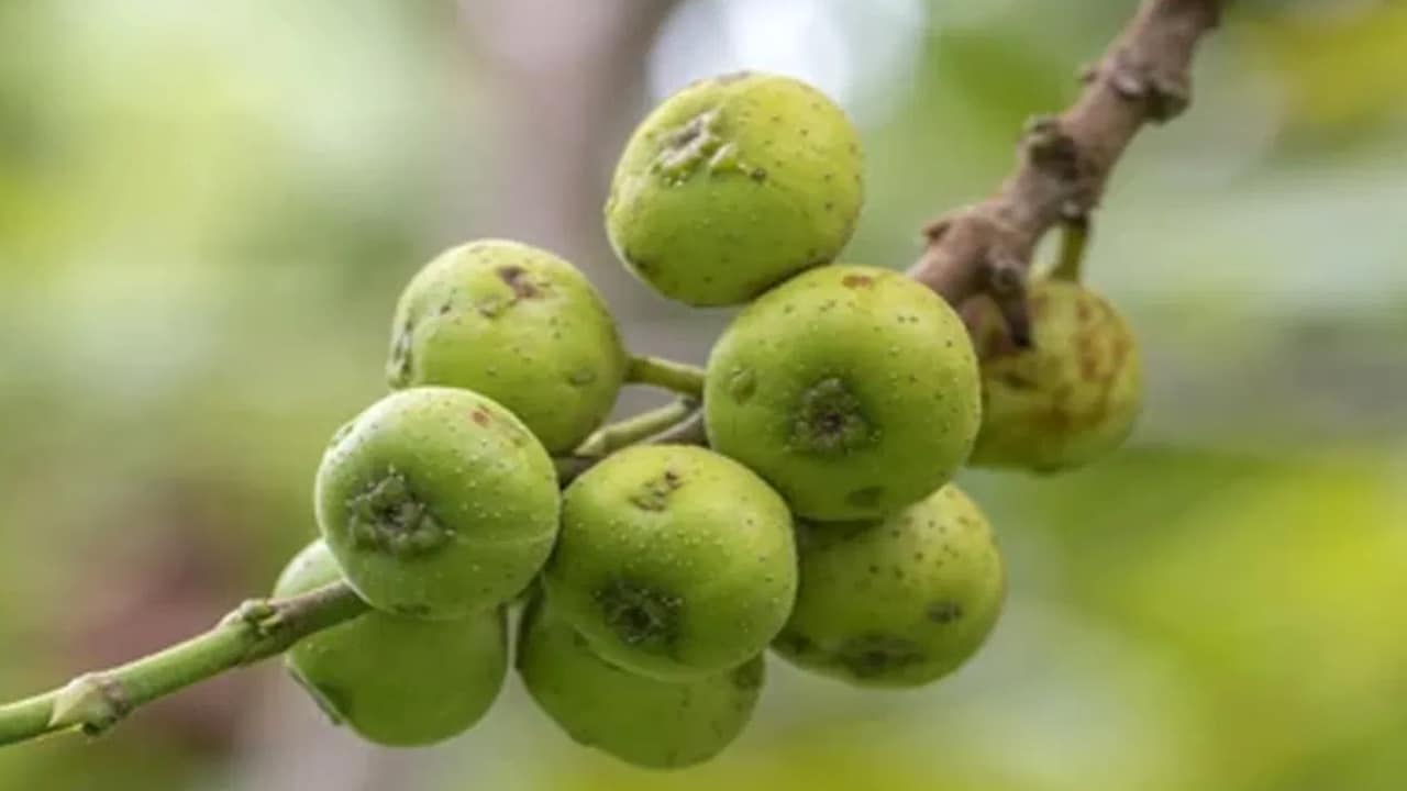 Gular Indian Fig : ఈ పండులో పురుగులు ఉన్నాయని పడేయకండి… ఆరోగ్యానికి బ్రహ్మాస్త్రం…?